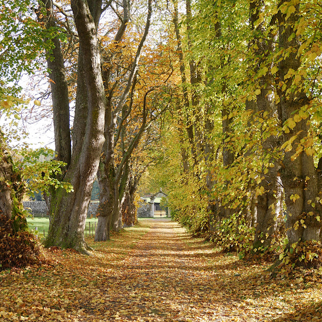 Belladrum avenue © Craig Wallace :: Geograph Britain and Ireland