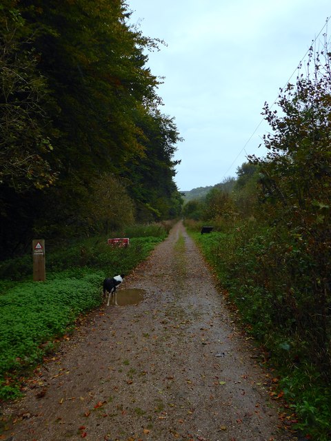 friston forest cycling