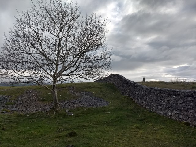 Tree, wall and trig point