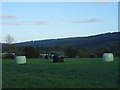 Silage bales in field near Alvington