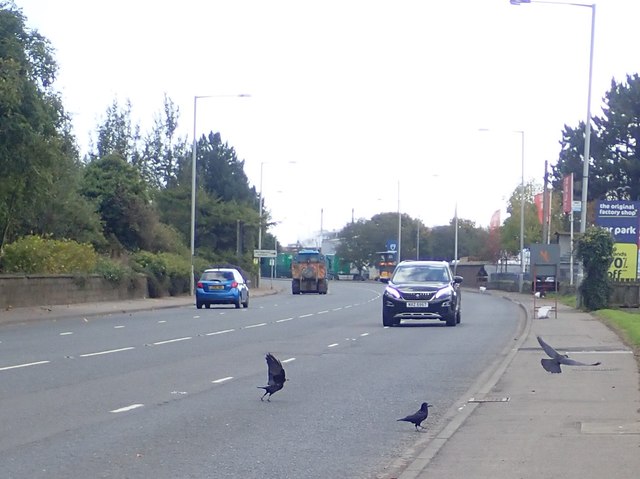 Scavenging rooks play chicken on the A2 near the Port of Warrenpoint