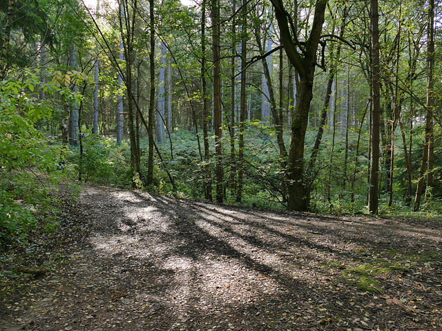 Path junction in Deffer Wood © Stephen Craven :: Geograph Britain and ...