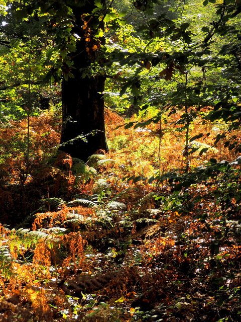 Autumnal undergrowth