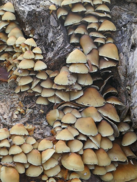 Fungi on a fallen oak (6)