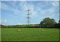 Sheep grazing near Pembroke