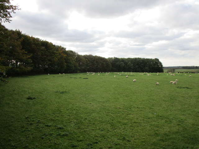 Grazing sheep and belt of trees near... © Jonathan Thacker cc-by-sa/2.0 ...