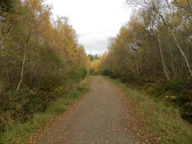 Forest path in Monadh Mor Forest
