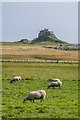 NU1242 : Towards Lindisfarne Castle by Ian Capper