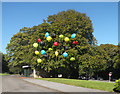 Umbrellas in a tree, Lister Park, Bradford