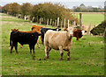 TA2223 : Cattle on Keyingham Marsh by Paul Harrop