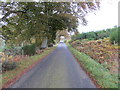 NJ7712 : Bracken and tree-lined minor road heading towards Aquherton by Peter Wood