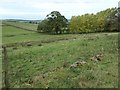 Farmland between Bascodyke Head and Bascodyke Farm