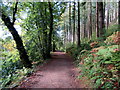 Path in Ffynone Wood