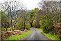 Autumnal foliage alongside minor road