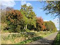 Mixed woodland on the High Carse Road