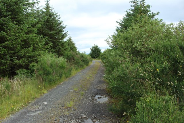 Forest track west of Derry