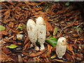 SX9065 : Fungi near Torbay Hospital by Derek Harper