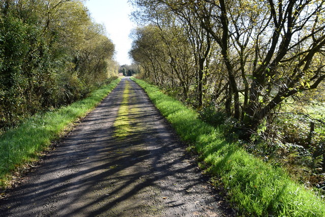 Tree shadows along Killycurragh Road © Kenneth Allen :: Geograph Ireland