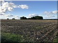 Field after harvest