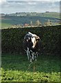 Cow by a wall near Malbon House Farm