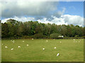 Grazing towards the A40