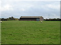 Sheep grazing and barn, Hayes Gate