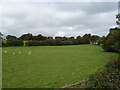 Grazing, Chepstow