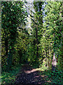 Track alongside the railway line near Highley, Shropshire