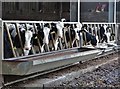 Young cows at Banktop Farm, Ford