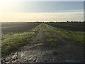 Farm track through ploughed fields