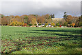 Looking towards Home Farm