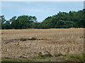 Field west of Little Warley Hall Lane