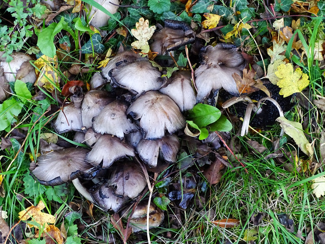 A collective of mushrooms, Kennet and Avon Canal, Wootton Rivers