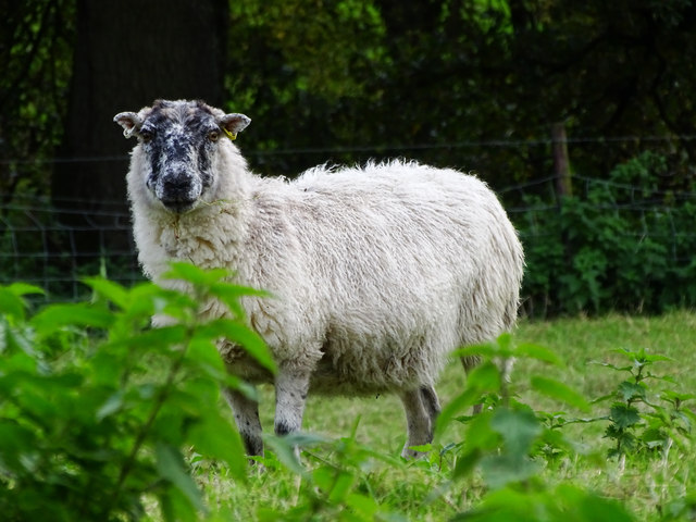 Sheep, Milton Lilbourne