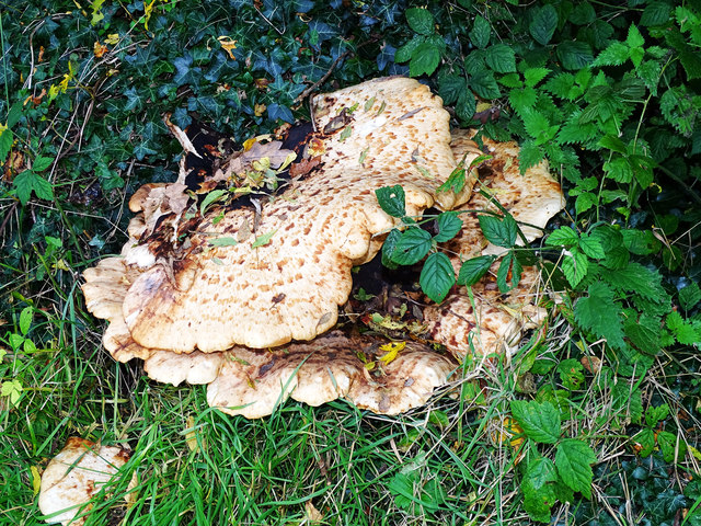 Bracket fungus (1), Kennet and Avon Canal