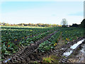 Cabbages Growing near Rainford