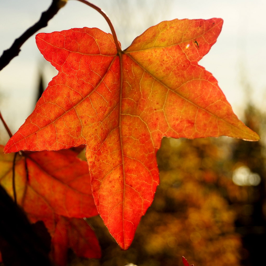 Liquidambar leaf © Jonathan Billinger cc-by-sa/2.0 :: Geograph Britain ...