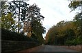 Autumn tree colour, Charcoal Road (B5160)