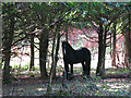 Horse in woodland between Rickmansworth Road and Farm Road