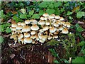 SO8201 : Fungi on an old tree stump by Philip Halling