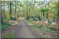 Woodland Path on the Common