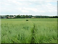 Footpath from Writtle to Widford