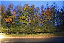 SP1225 : Autumn leaves in the Cotswolds by David Howard