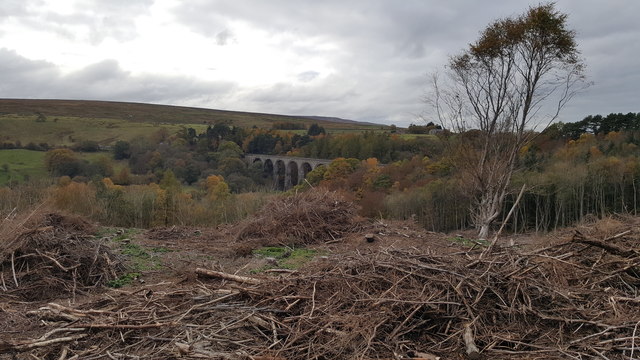 The view to Lambley Viaduct from recently felled Hag Wood