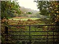 Field by the Fedw Brook