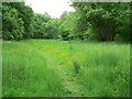 Footpath through meadow on Liss Riverside Railway Walk