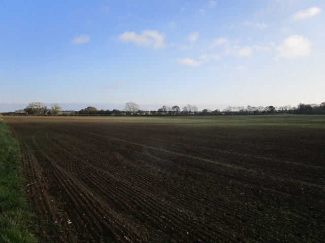 Sown field, Syston Heath