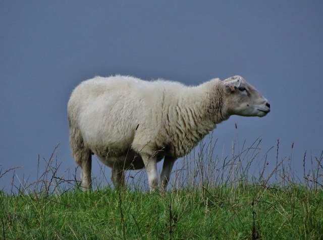 Sheep on a ridge north of Brown Hills Farm