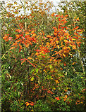 SX9066 : Oak leaves by Nightingale Park by Derek Harper