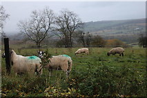 SP0225 : Sheep in Charlton Abbots by David Howard